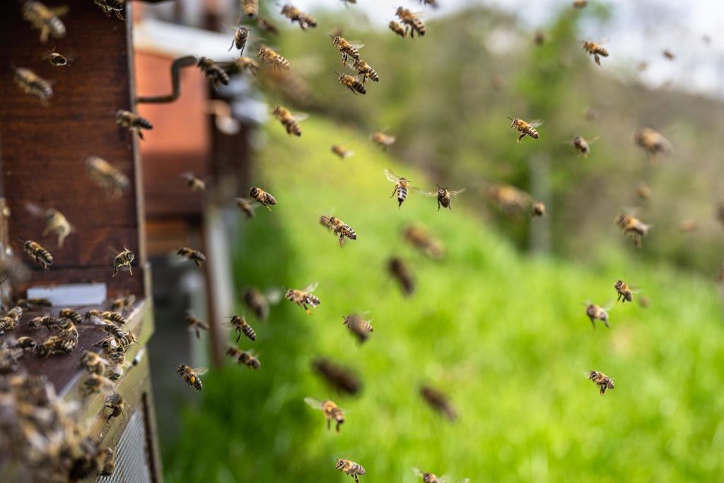 Bienen bringen Nektar ein
